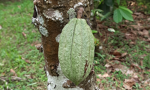 cocoa from sri lanka